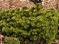 Pinus mugo Lucka IMG_5107 (VALENTA) Sosna kosodrzewina